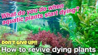How to revive dying plants「ADA nature aquarium,tropical fish,techniques for beginners the maiking