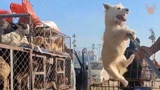 Hundreds of Dogs saved from Asian Dog Meat Market