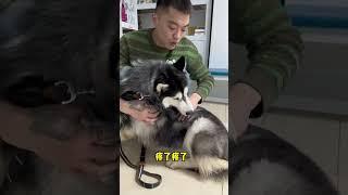 不拆：爹地在不拆心裡就是超級英雄！ #哈士奇 #萌寵 #爹寶狗