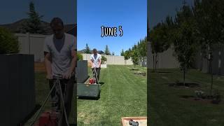 Leveling my lawn using sand 2 month journey #lawnlife #lawn #lawncare #lawnleveling
