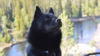 Jekku Schipperke in Kuusamo   Jekku-schipperke Kuusamossa