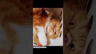 Visual Lyrics: Prince Daddy and the Hyena: "Black Mold" Cat Vs The Orange Floof Cat #lyrics