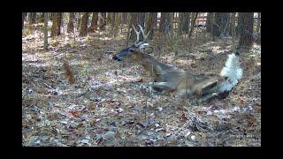 DEER HUNTING WITH DOGS!!! FIVE SHOTS ON CAMERA BUCK GETS UP CLOSE AND PERSONAL!!!