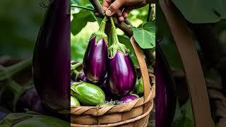 Purple Eggplant #shorts