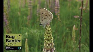 Episode 29: Revival of the Fender's Blue Butterfly: A Conservation Story