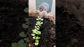 micro greens - green basil after 14 days with speed 1000x #timelapse #60fps #microgreens #basil