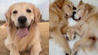   Funniest   Dogs - Awesome Funny Pet Animals Videos   Try Not To Laugh 2021