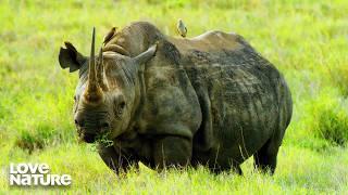 Relocating Massive Rhino Crash | Kenya Wildlife Diaries 105
