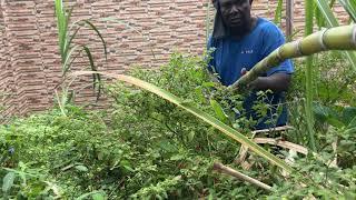 US to Ghana, MiniFarm Sugarcane Harvest and Chat ￼