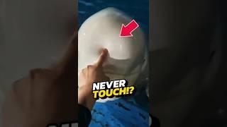 If You See a Dolphin With a Squishy Bump on Its Head, RUN IMMEDIATELY!  #viral