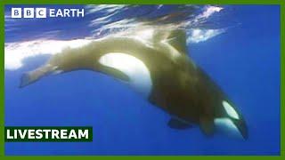  LIVE: Unbelievable Orca Moments | BBC Earth