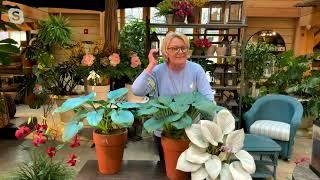 Barbara King 2-Piece Giant Classic Blue Hosta Plants on QVC