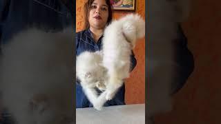 Snow White Persian Cat Sell Low Price.