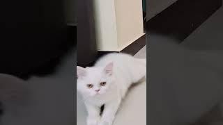 #cat #sinchi #funnyvideo #catfunny #catlover #kittycomedy