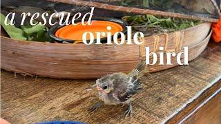 I am a petsitter for an ORIOLE | VIPets #cat #animal #dog #vipets