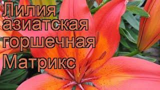 Лилия азиатская горшечная (lilium asiatic matrix)  лилия обзор: как сажать луковицы лилии