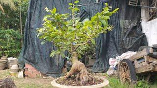 28/05/25.NHỊ NGỌC TOÀN. BÌNH LỢI GHÉP TỨ QUÝ. NHƯ Ý .SÀI GÒN. GIẢO NHUNG
