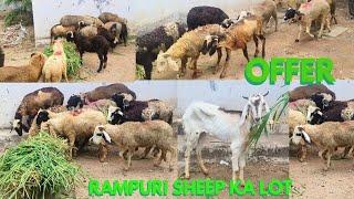 There are lots of Rampuri sheep's female slaves available in Hyderabad