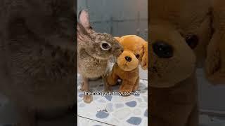 The wild rabbit that got scared away by a dog.#rabbit #shorts #animals #cute