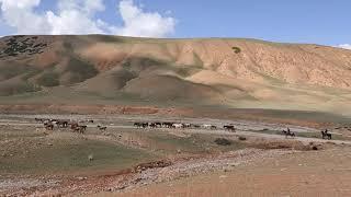 Ак-Талаа , Нарын , Кыргызстан . Mountains, horses.  Beautiful nature in Kyrgyzstan .