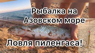 Рыбалка на Арабатской Стрелке на Азовском море. Ловля пиленгаса. Наживка морской червь