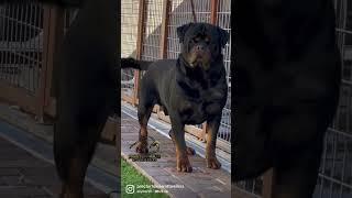 The Biggest Rottweiler Stud!! The one & Only Razor Timit-Tor