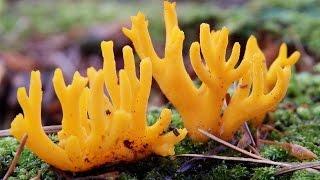 Mushroom Paddenstoelen Meditation ©FX