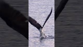 Hawk vs. Eagle in a Thrilling Fish Hunt #falcon #predators #birds