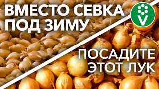 НЕ САЖАЙТЕ ЛУК-СЕВОК ПОД ЗИМУ! Для крупных луковиц и отличного урожая, сажаю не севок, а...