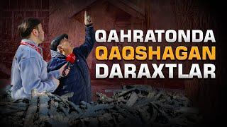 QAHRATONDA QAQSHAGAN DARAXTLAR