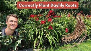 Planting Daylily Roots Correctly and How to Care for Daylilies