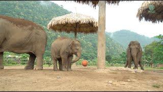 Meet Wan Mai Play With Ball - ElephantNews