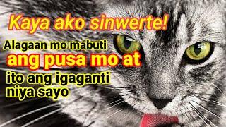 DAHILAN KUNG BAKIT KA DAPAT MAY ALAGANG PUSA ! Health Benefits ng Pusa sa Tao