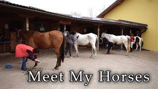 Meet My Horses! | Vlog #3