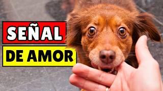 12 SEÑALES de que tu perro tiene un VÍNCULO especial contigo (no todos lo consiguen)