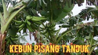 Budidaya Pisang Tanduk || PISANG RAKSASA