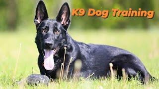 Belgian Malinois Training | Basics Obedience | Basics Command | K9 Dog