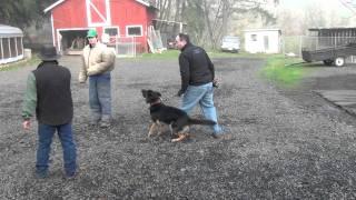 Schilling Law Dog's Training by Ken Schilling