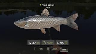 Russian Fishing 4 Ловля амура на 20 килограмм.