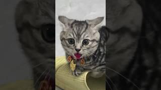 Cats being cats  #funny #catvideos #catshorts #cat