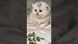 Cute Cat Moment Part 97 #cat #catlovers #kitten #catsoftiktok