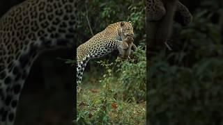 "Cheetah Attacks Innocent Monkey on Tree – Sudden Jungle Hunt #cheetah #monkey #leopard