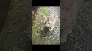Cat aur ️ Coldest moments ‍⬛️ #shortfeed #feed