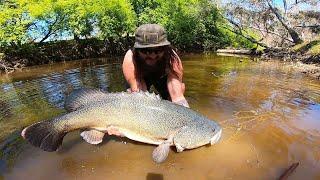 Murray Cod Fishing Highlights Jaw-Dropping Strikes and Trophy Catches!