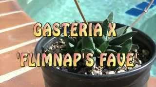 GASTERIA X FLIMNAP'S FAVE | Mysterious Gardens | G00006