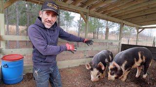 The Pig Shelter That Turns Waste into Bacon and Compost