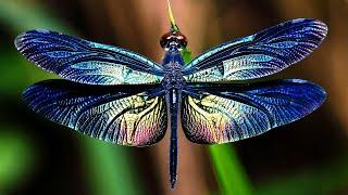 10 Most Beautiful Dragonflies In The World