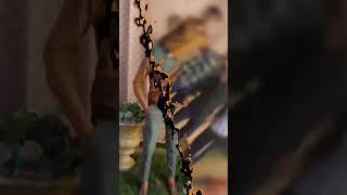 Reel Rush trending new#shortvideo 