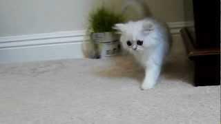 Kelskits Chinchilla Silver Persian Female having fun! - Fancy Feast Cat