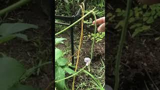 First long bean of the year